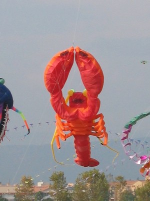 festival international de l'air de fréjus,cerfs-volants fréjus cref-volant festival fréjus,location vacances fréjus st raphael var