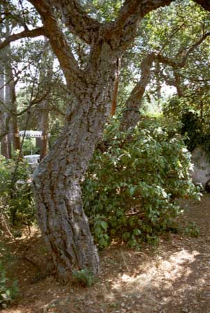 Tuin Saisonniere verhren Boulouris Var,frankrijk.